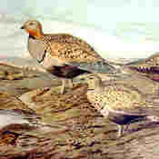 Black-bellied Sandgrouse